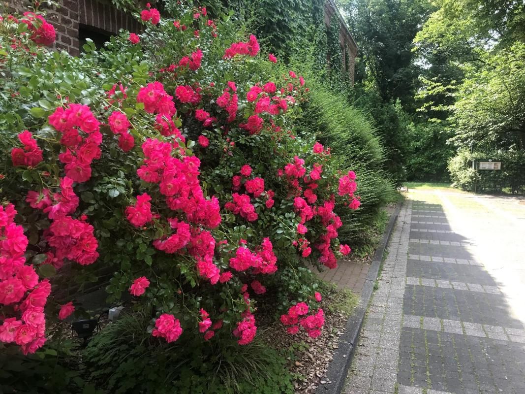 Burg Wegberg Hotel &  Eventlocation Bild 33