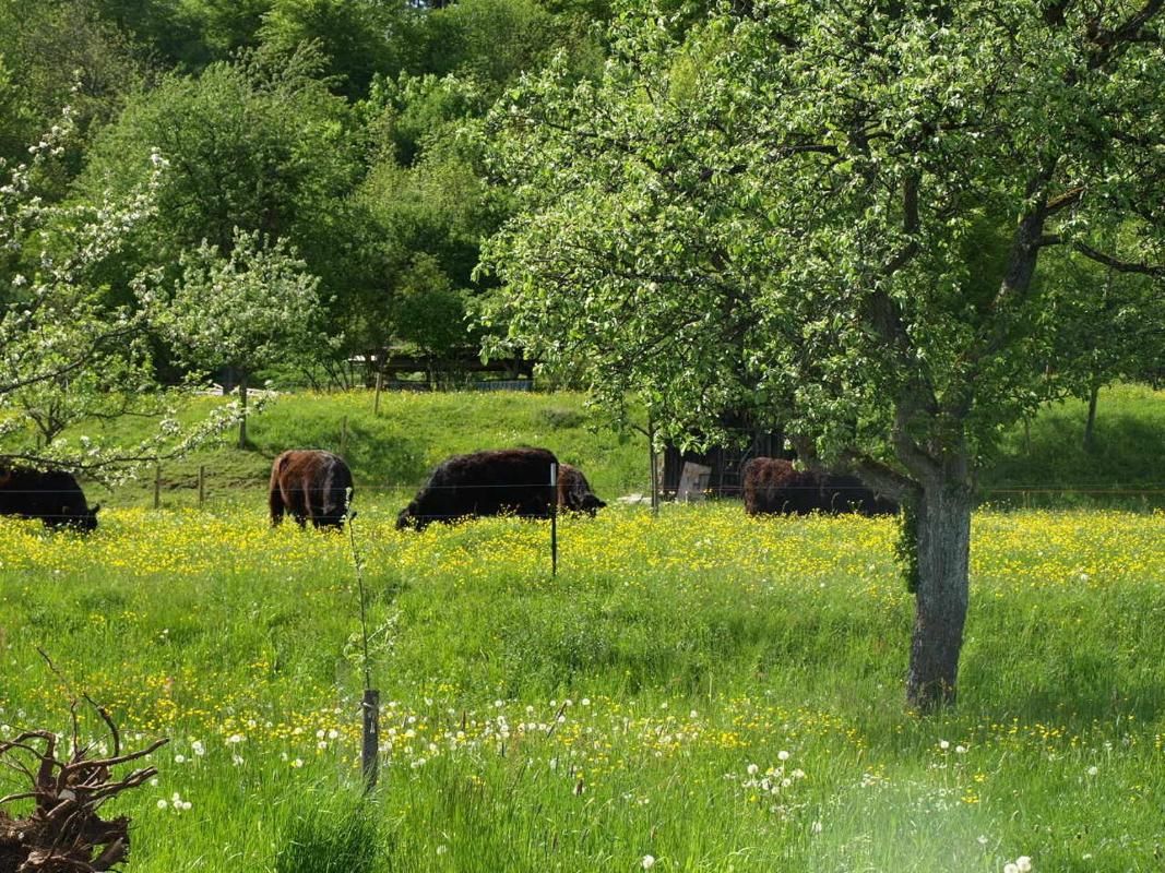 Beim Rinderwirt Bild 32