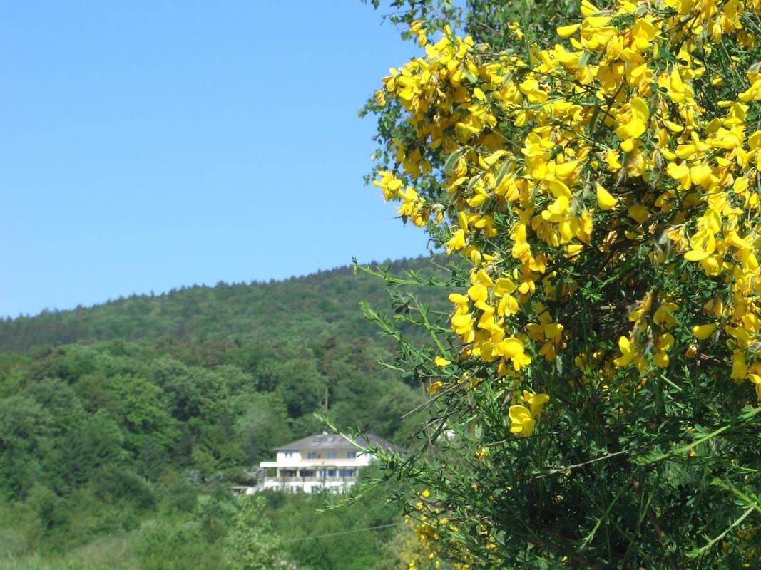 Zum Rebhang Bed & Breakfast Bild 28