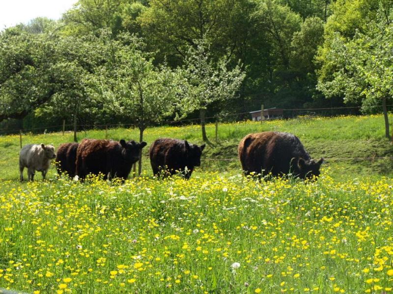 Beim Rinderwirt